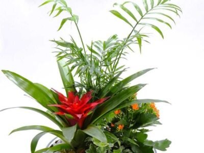 Ramo de 12 rosas rojas